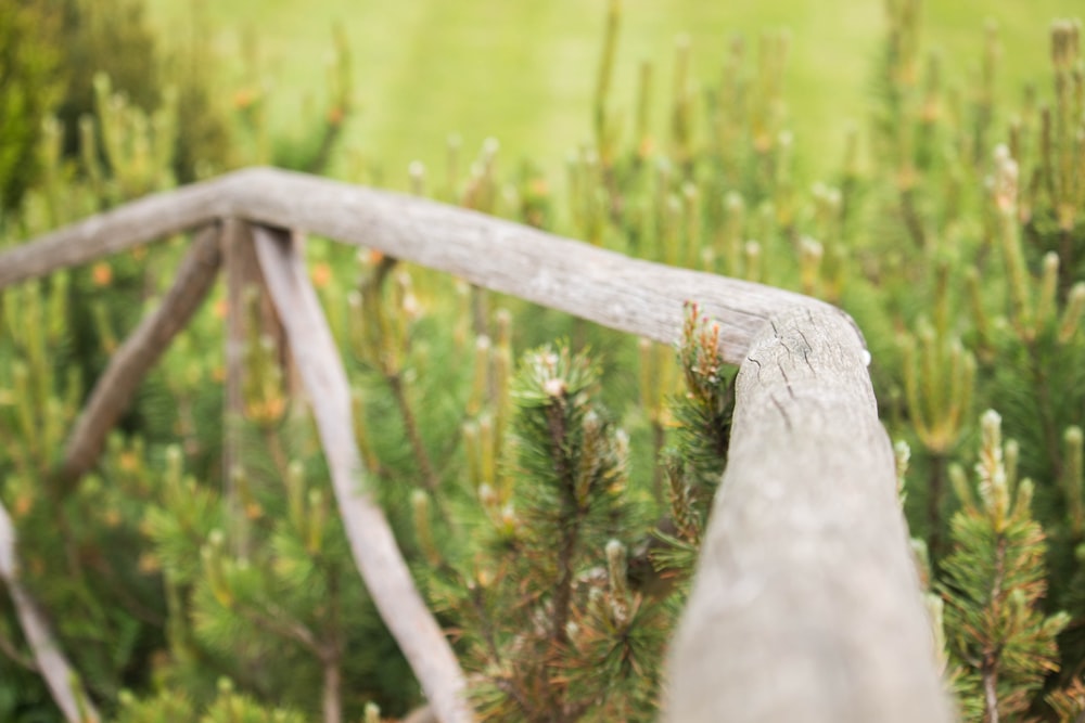 macro photography of green pine trees