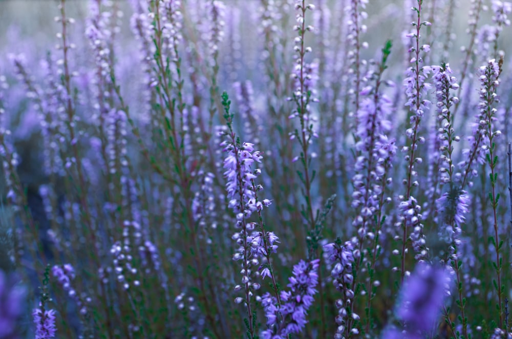 Photographie sélective de champs de fleurs violettes