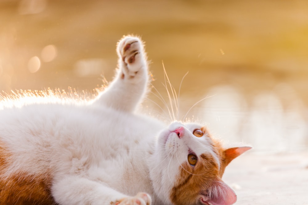 짧은 털 주황색과 흰색 고양이 클로즈업 사진