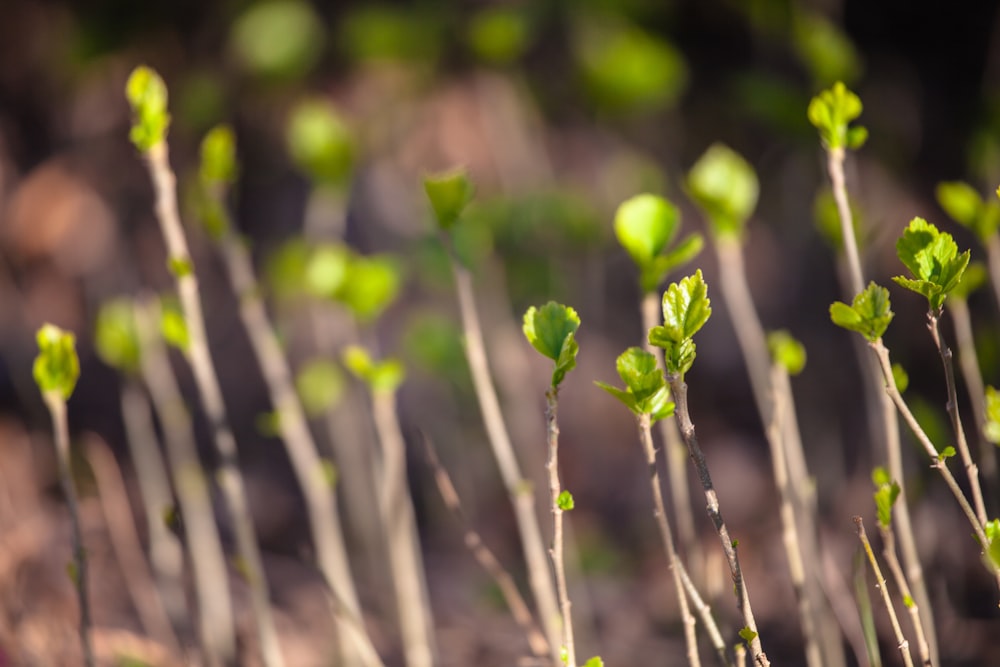 green saplings