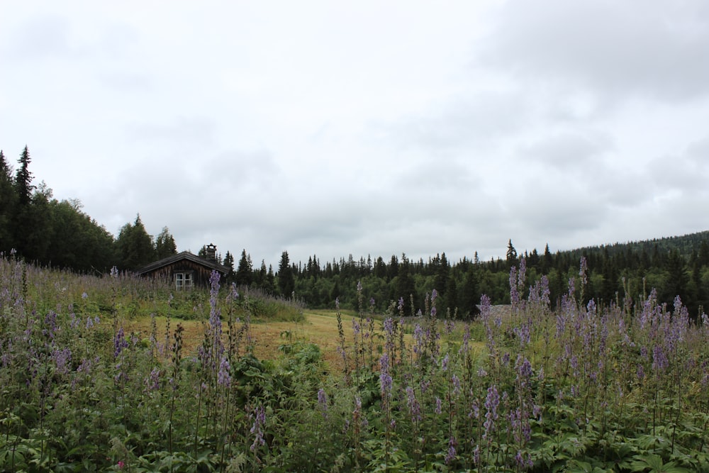 purple flower fields during daytime