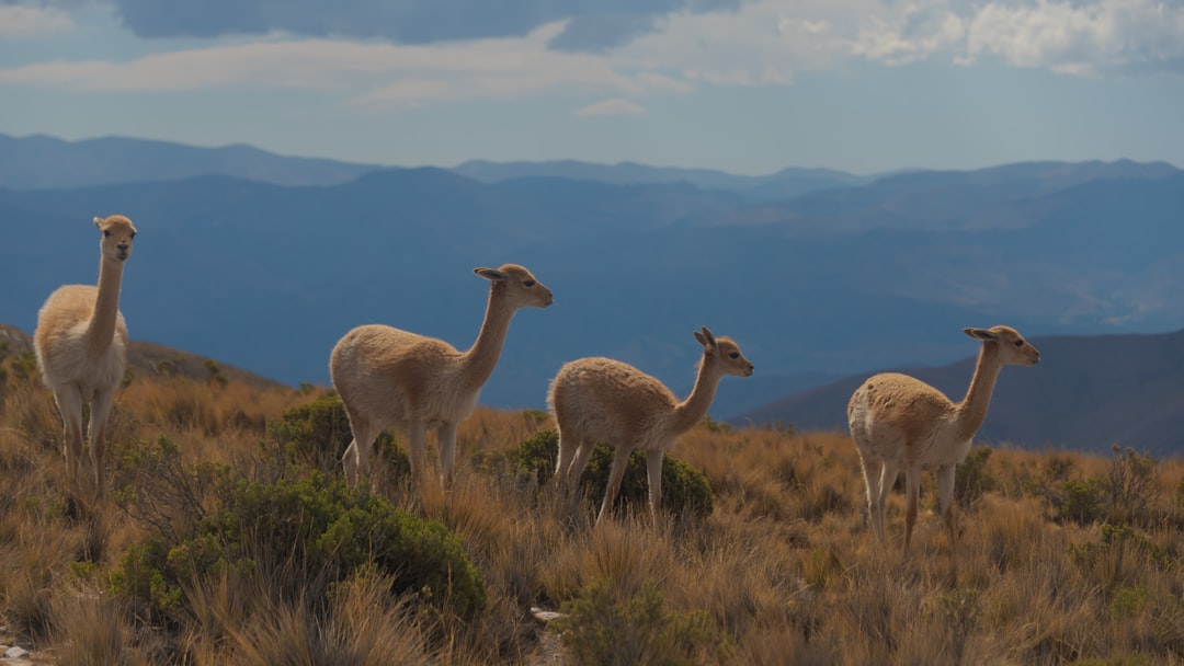 four beige camels, Llamas gracefully roaming in the mountains of Northern Argentina