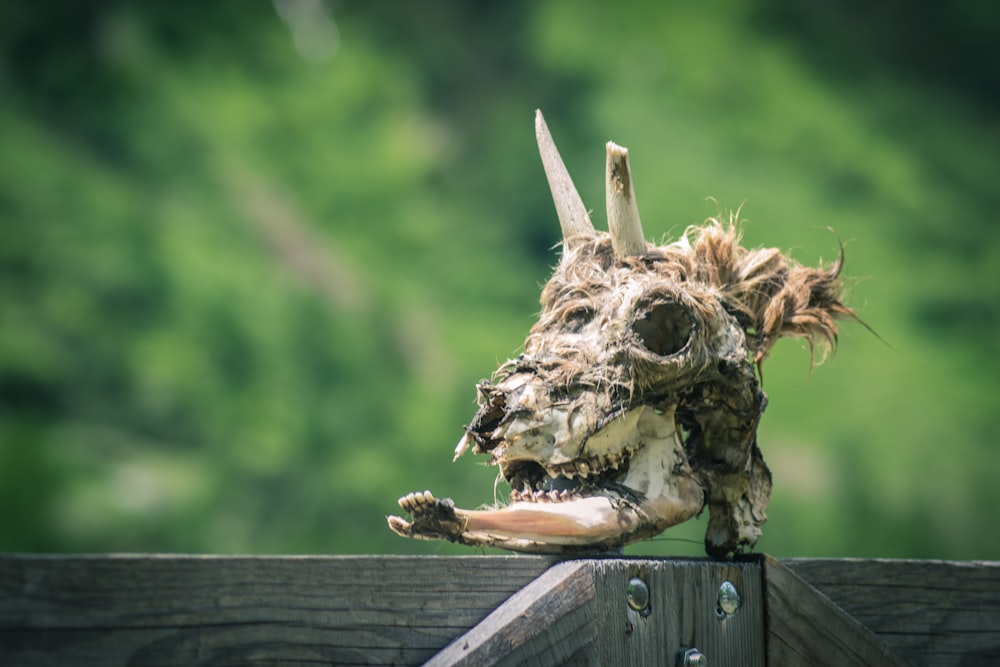 animal skull on brown fence