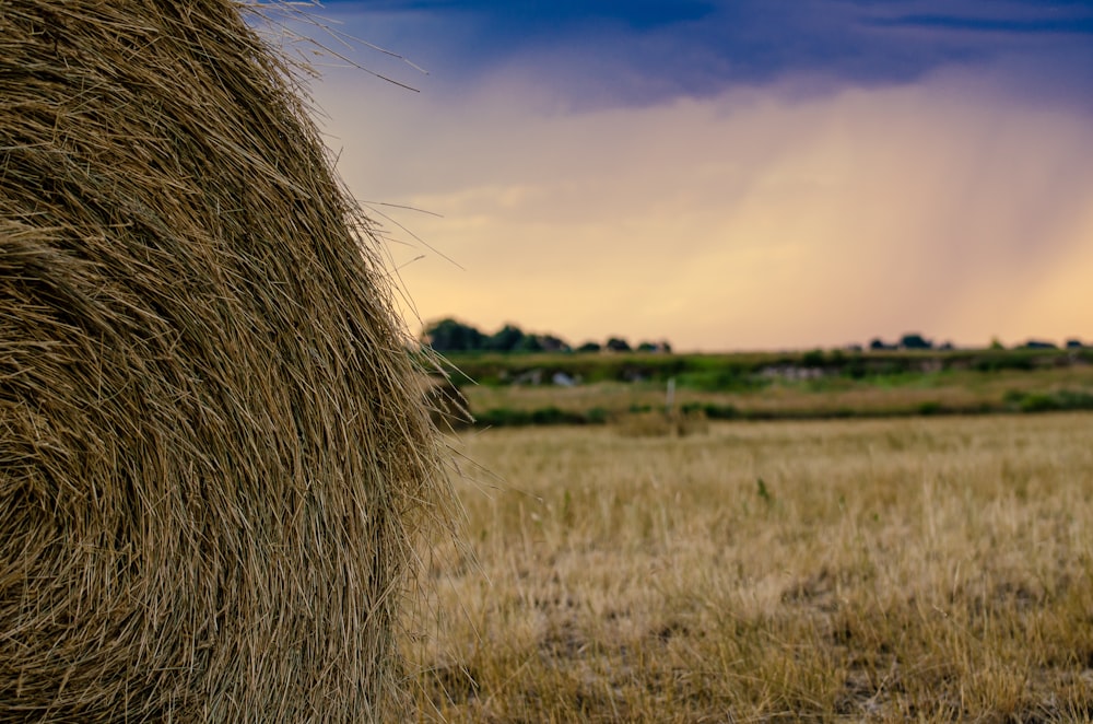pile of brown hay during daytime