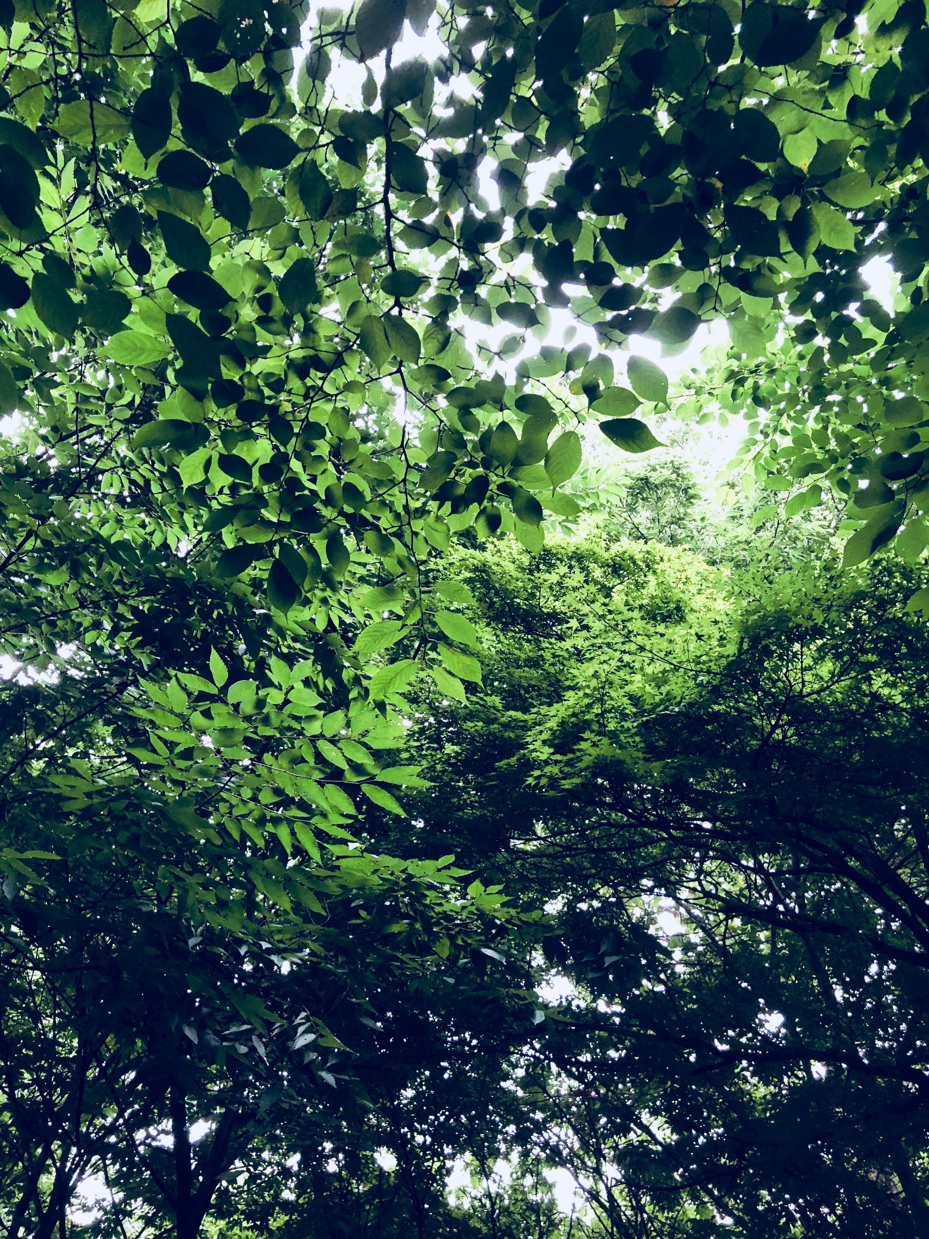 Children learning in outdoor classroom, dappled natural light through tree canopy
