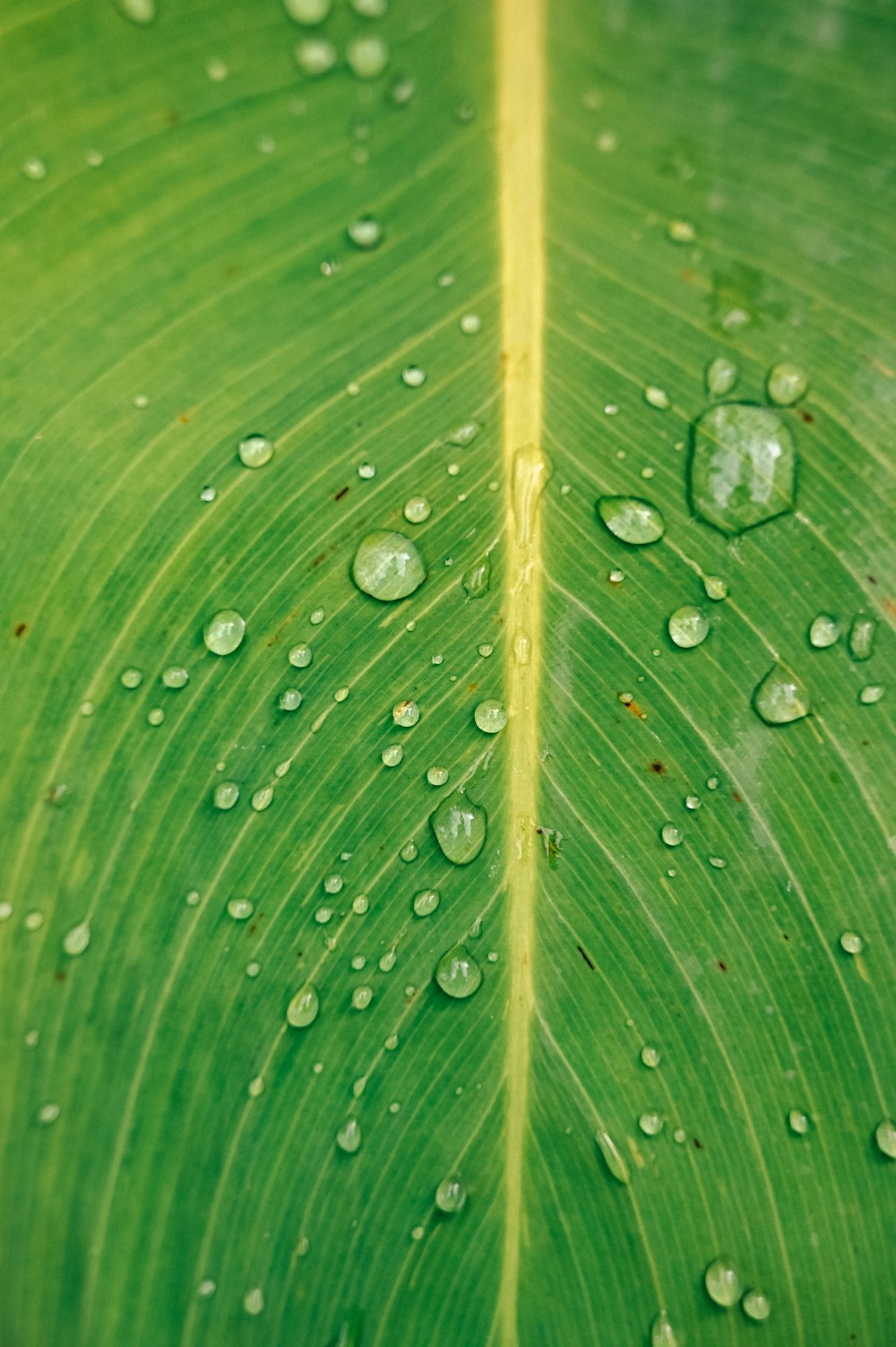 goccia di rugiada su pianta a foglia verde