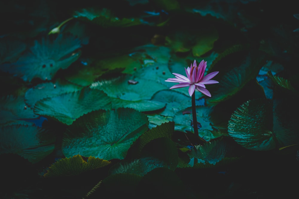 pink lotus flower surrounded by lily pads