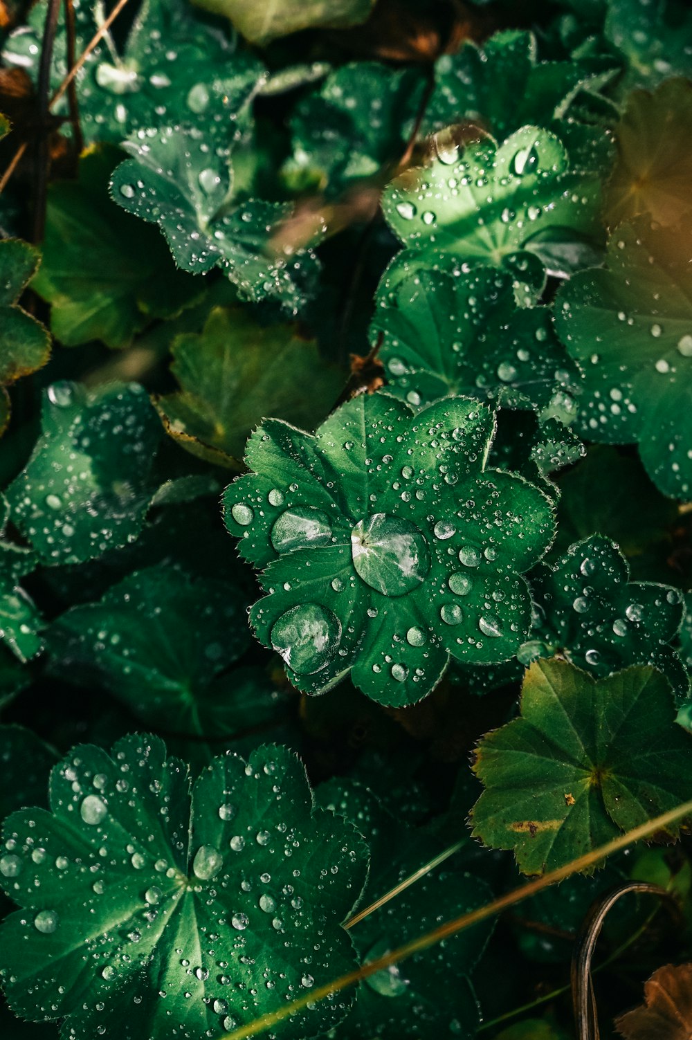 a bunch of green leaves with water droplets on them