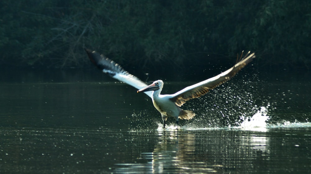 white and black pelican on body of water