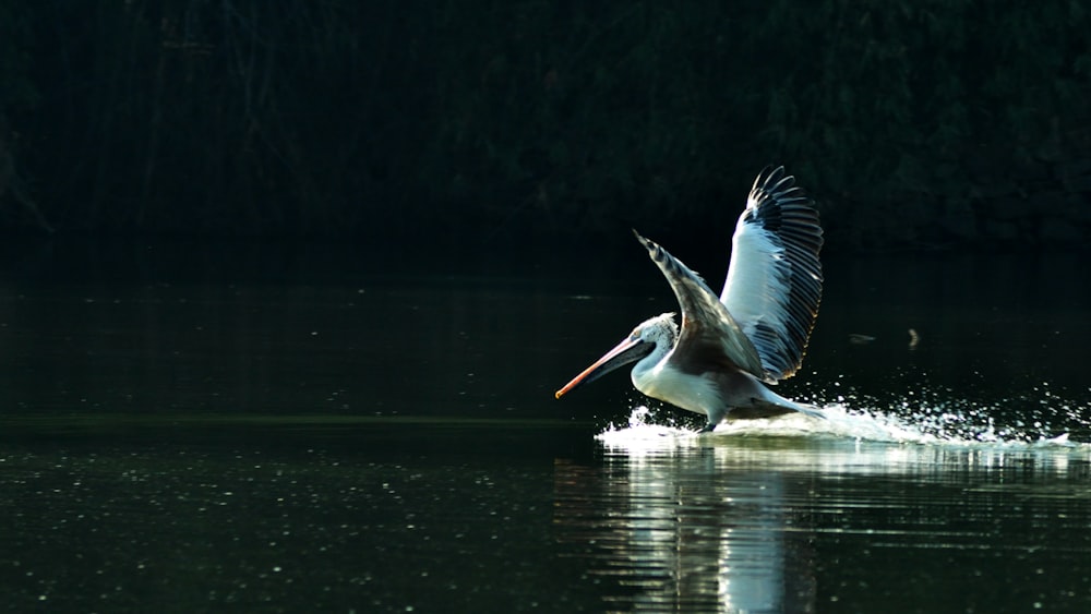 pellicano bianco e grigio sullo specchio d'acqua