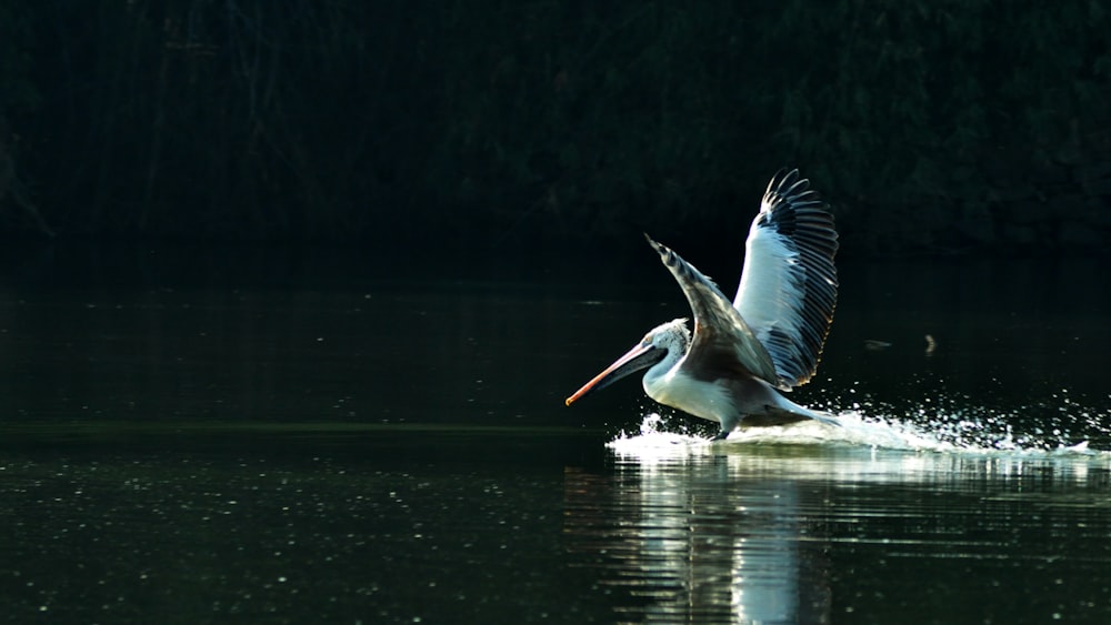 white and gray pelican on body of water