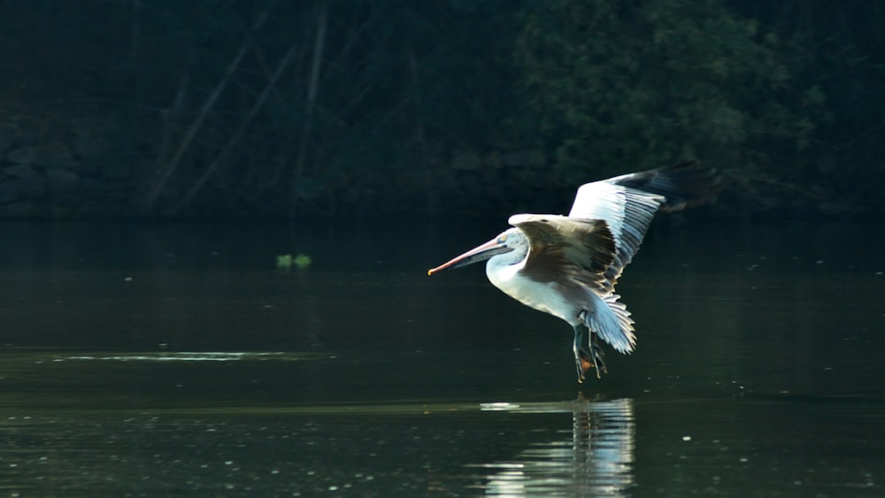 white pelican on water
