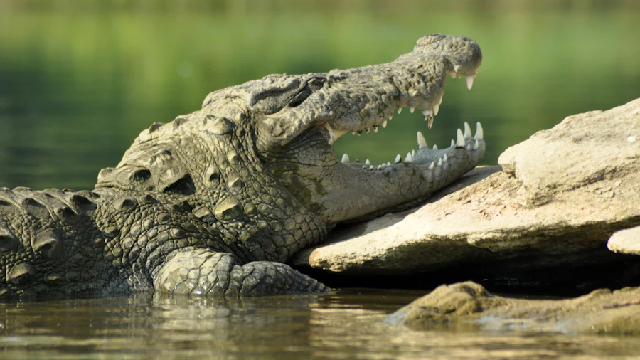 Mugger (marsh) crocodile basking at the water’s edge