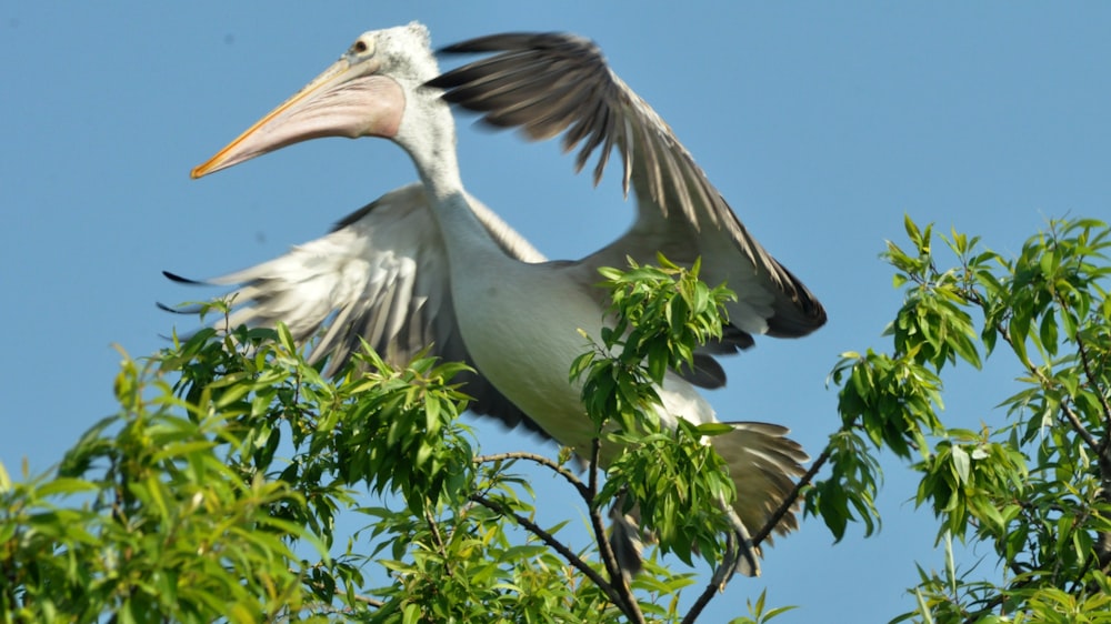 white pelican on tree