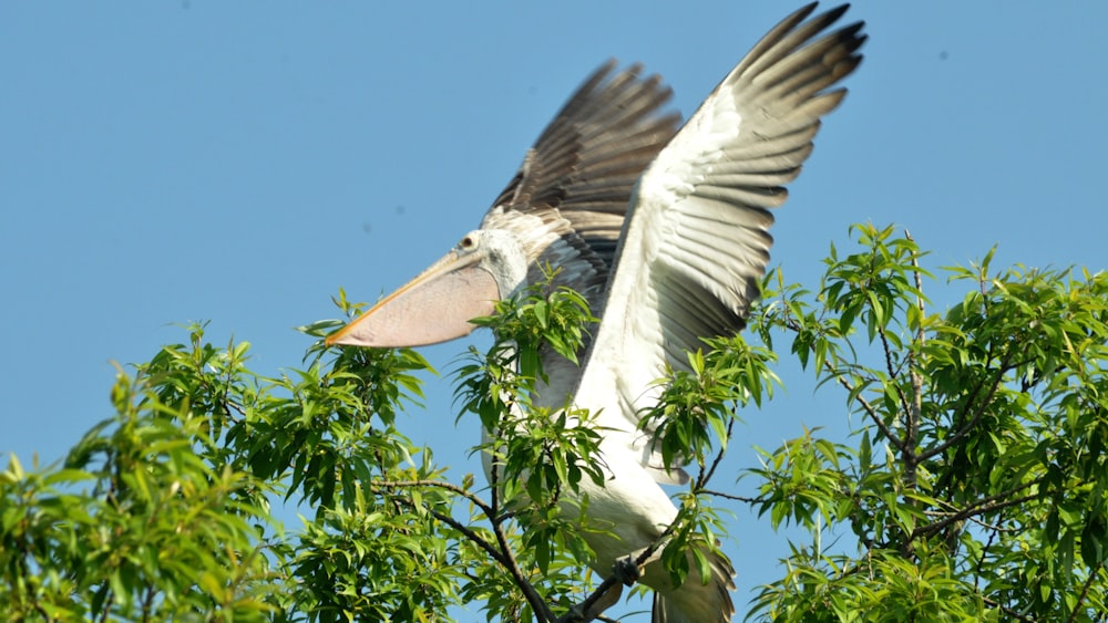 Pelicano branco no topo da árvore