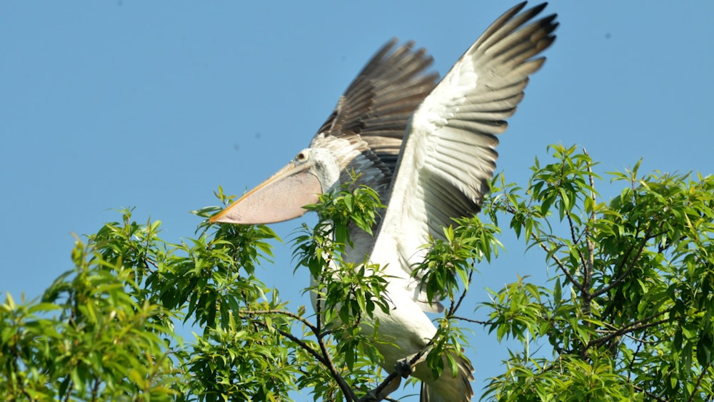 pélican blanc au sommet de l’arbre