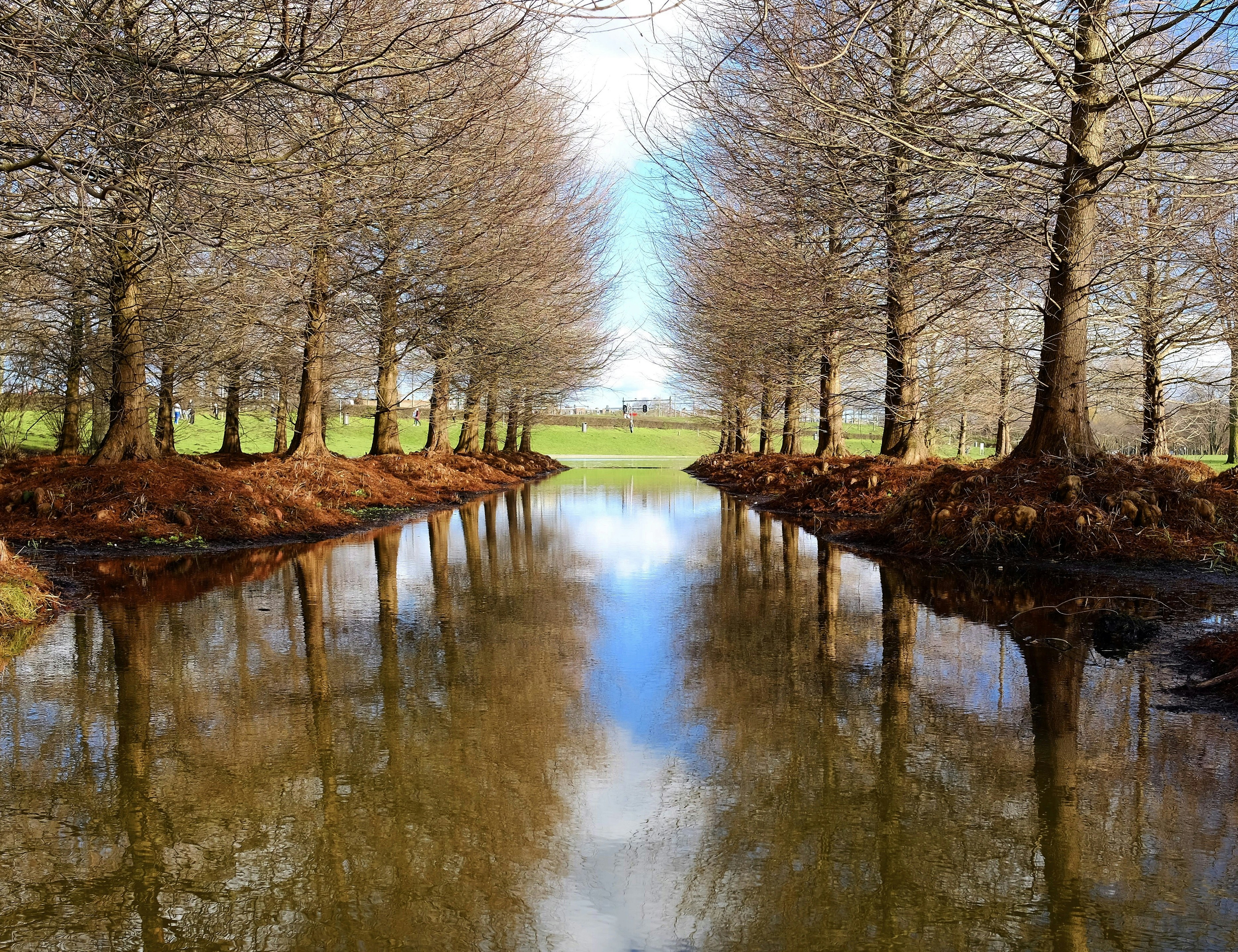 canal surrounded by withered trees