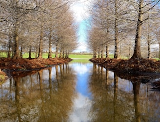 canal surrounded by withered trees