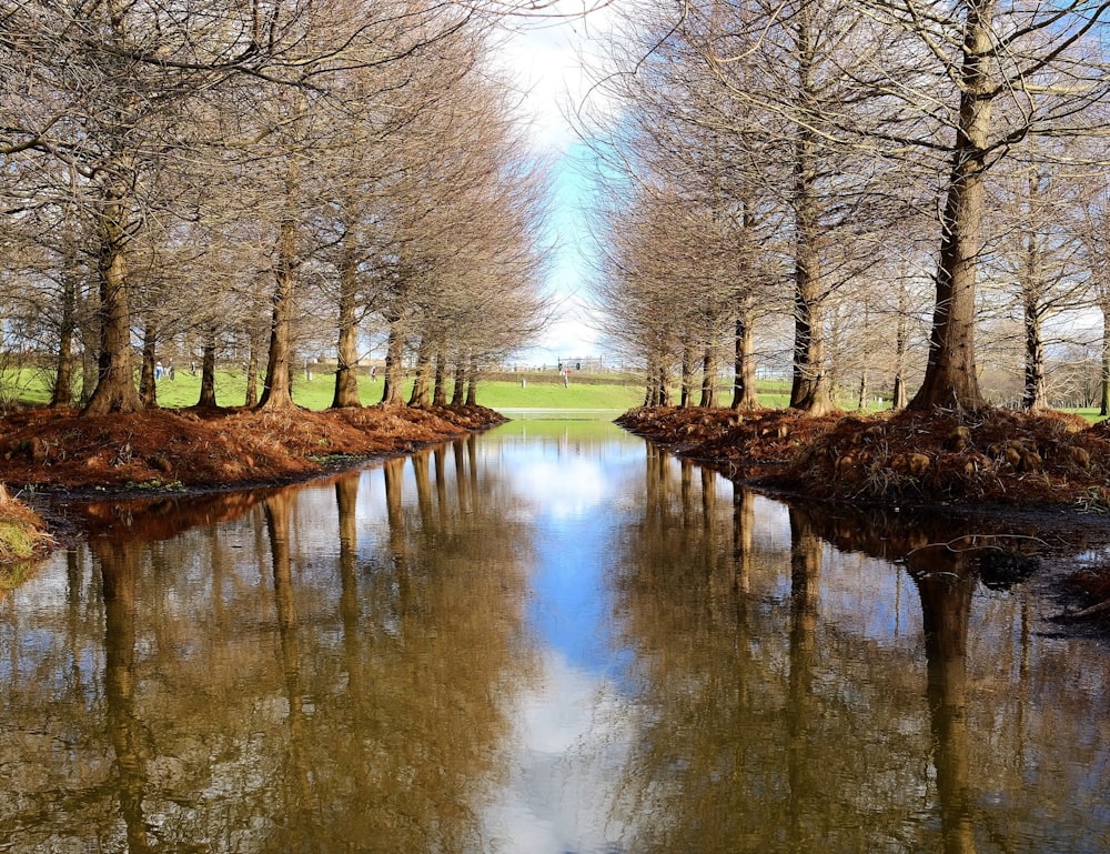 canal surrounded by withered trees