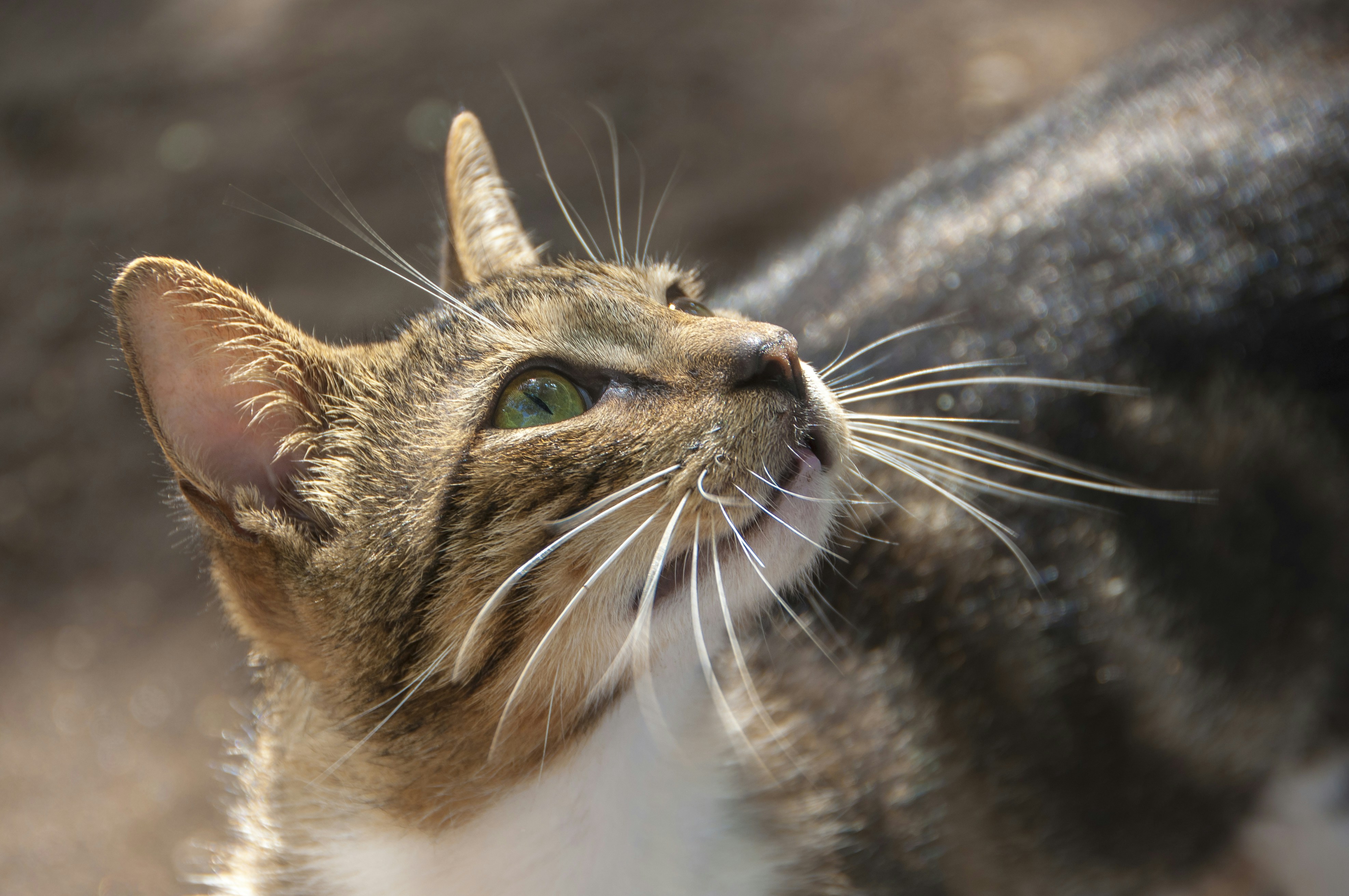 A Whisker’s Twitch (image credits: unsplash)