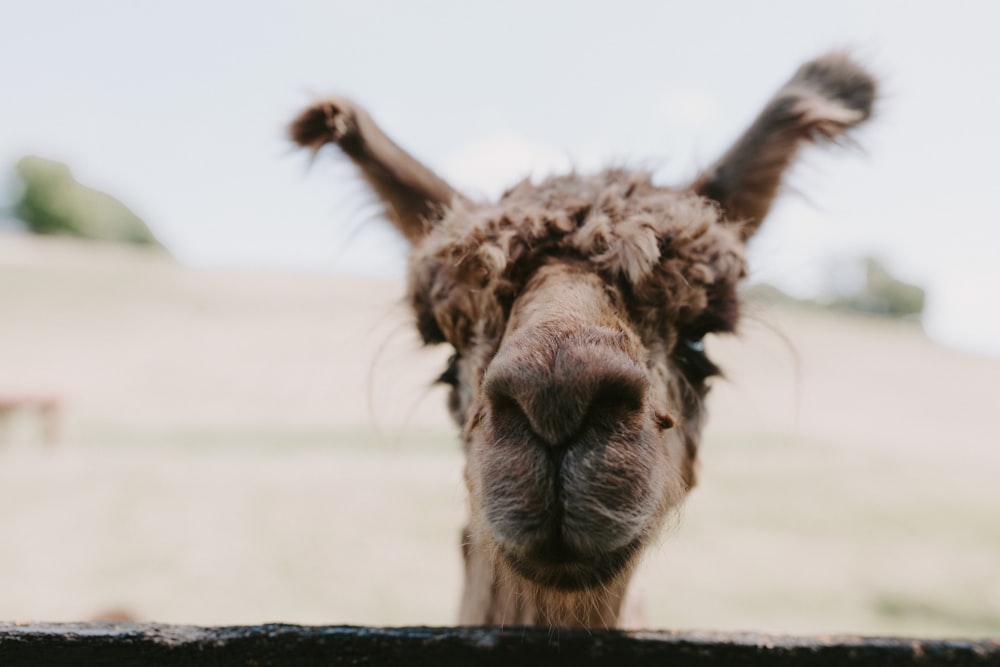 a close up of a llama looking over a fence