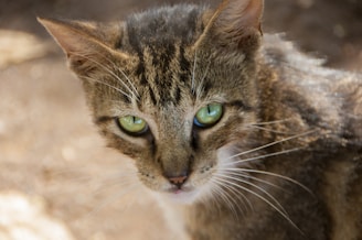 A close-up of a fluffy tabby’s gentle eyes reflecting a soft afternoon glow.