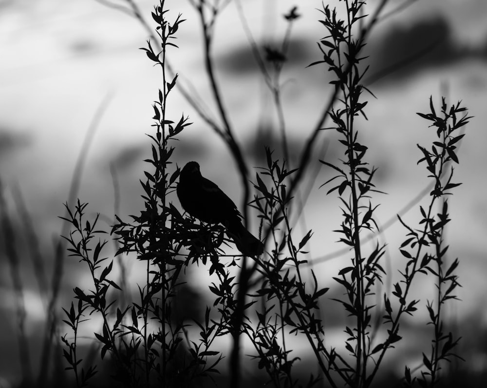 silhouette of bird