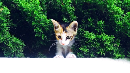 A close-up of a curious kitten peeking from behind a plant.