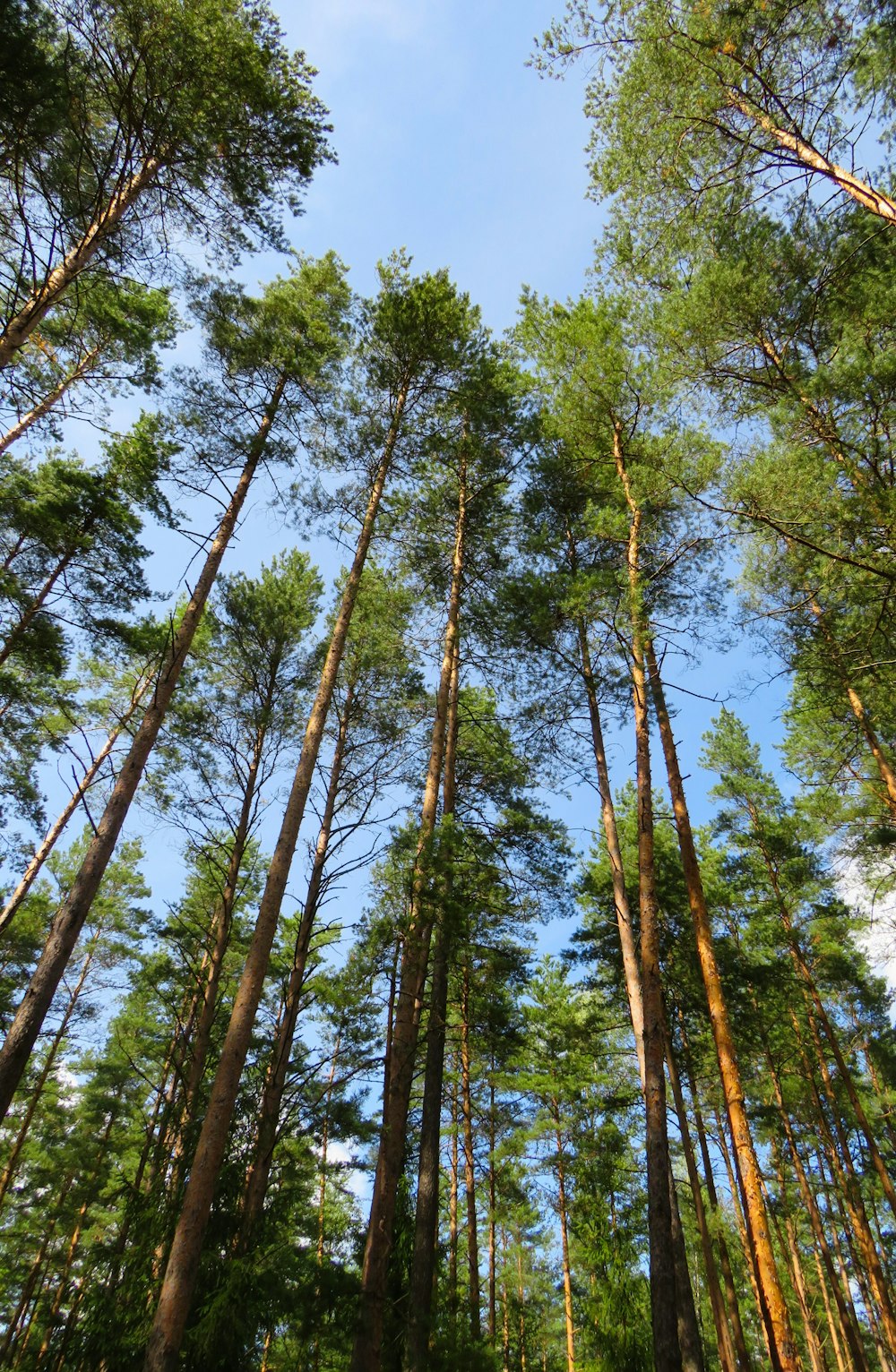 worm view photo of green trees