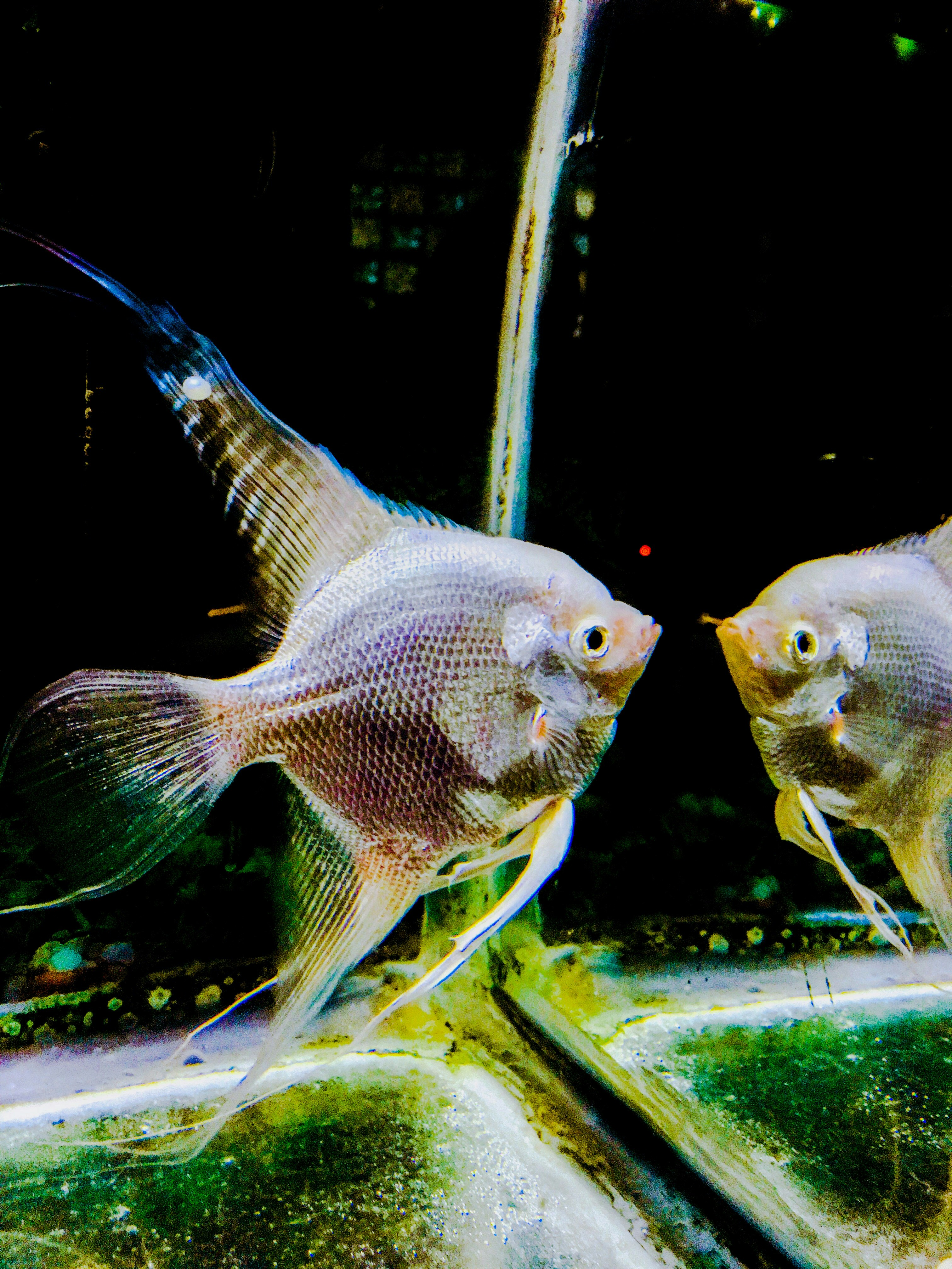 silver angelfish