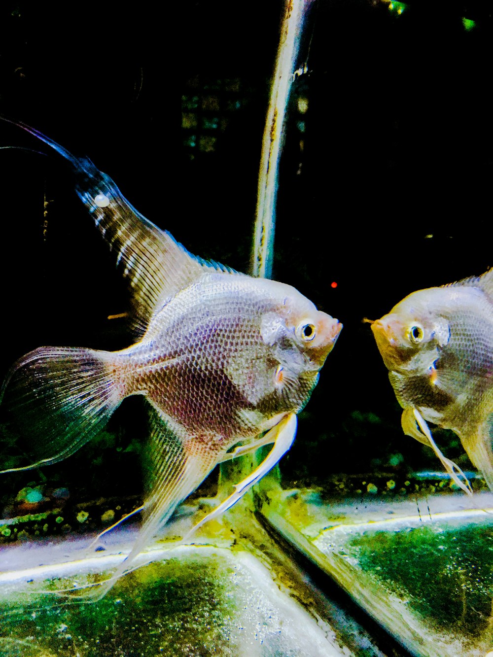 silver angelfish