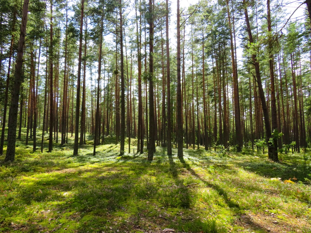 green-leaved trees