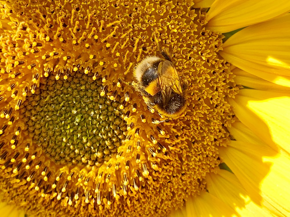 yellow sunflower