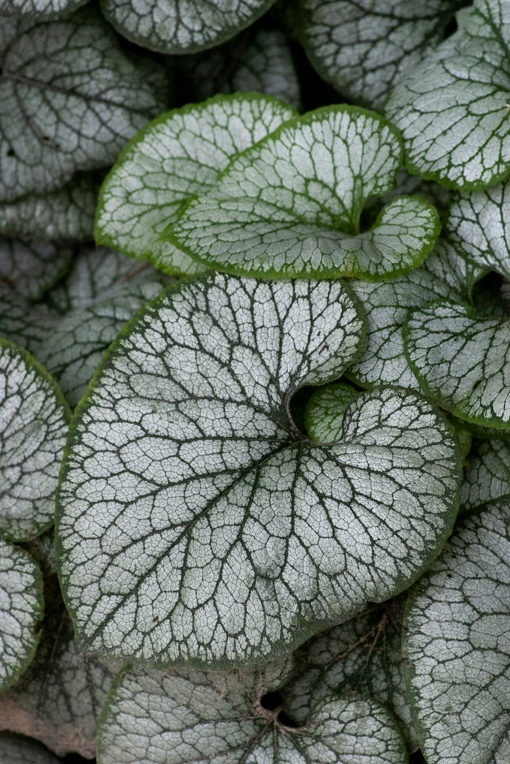 shallow focus photo of green and gray leaves