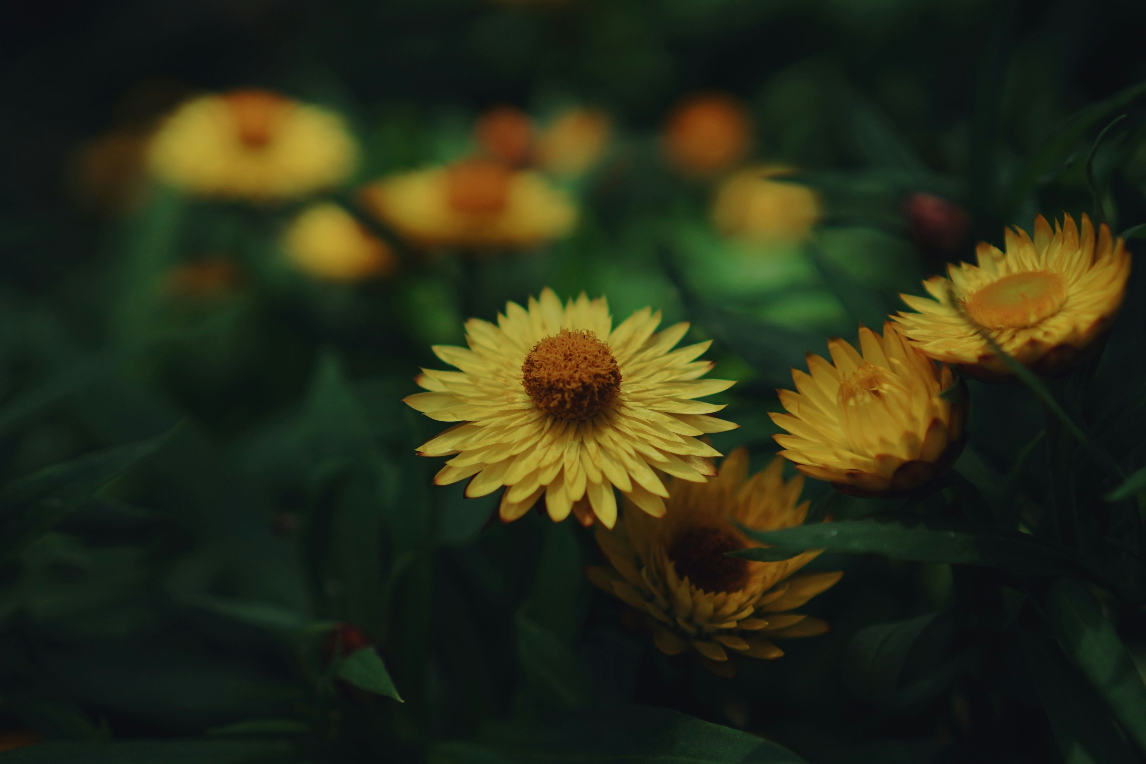 Photo by liaoweimeifang