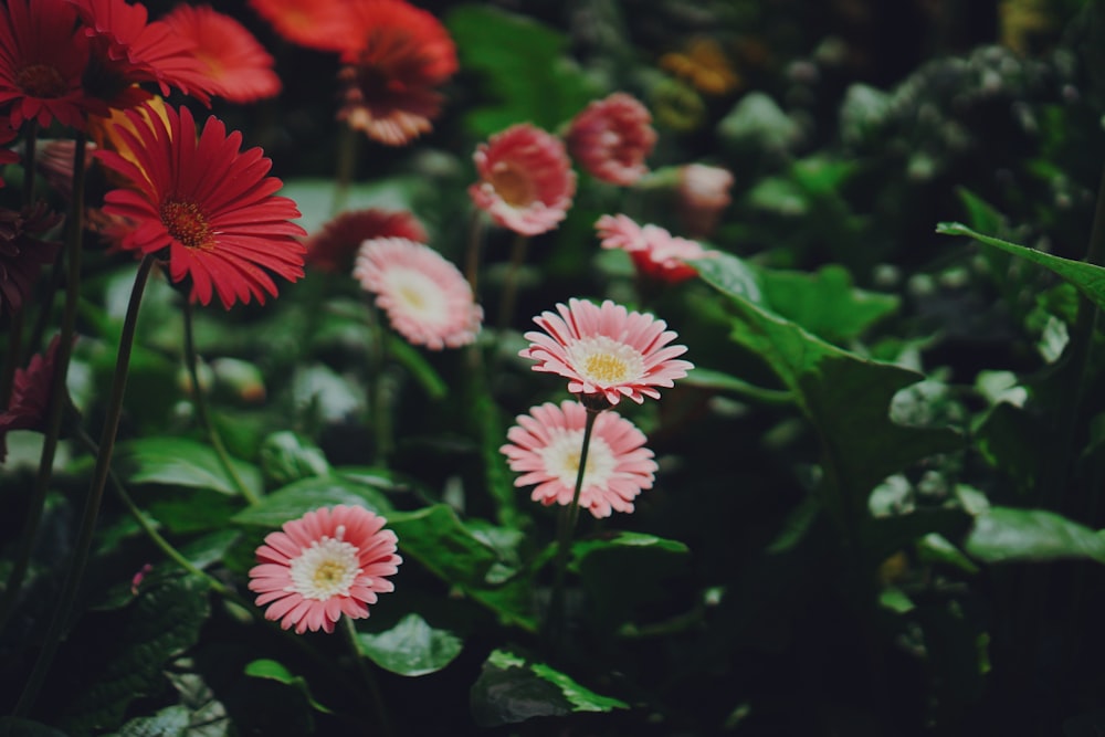 red and ink daisies