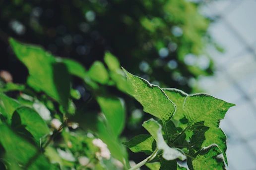 Close-up of compostable transparent film roll with green leaves background