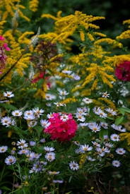 A vibrant garden scene displays various wildflowers in bloom. Prominent pink flowers stand out against a backdrop of yellow, while delicate white daisies are scattered throughout the lush green foliage.