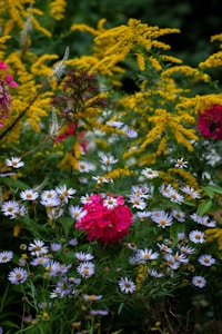 A vibrant garden scene displays various wildflowers in bloom. Prominent pink flowers stand out against a backdrop of yellow, while delicate white daisies are scattered throughout the lush green foliage.