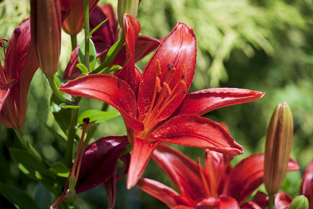 red lily flower