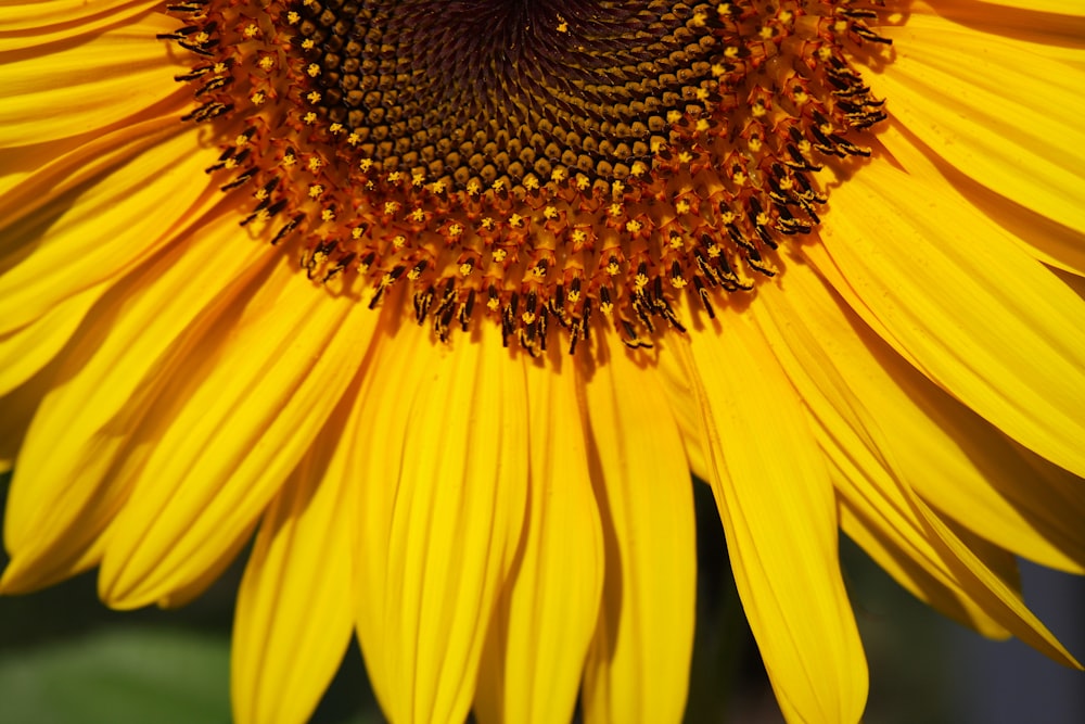 Gelbe und braune Sonnenblume