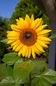 shallow focus photography of yellow sunflower