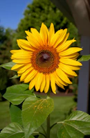 shallow focus photography of yellow sunflower