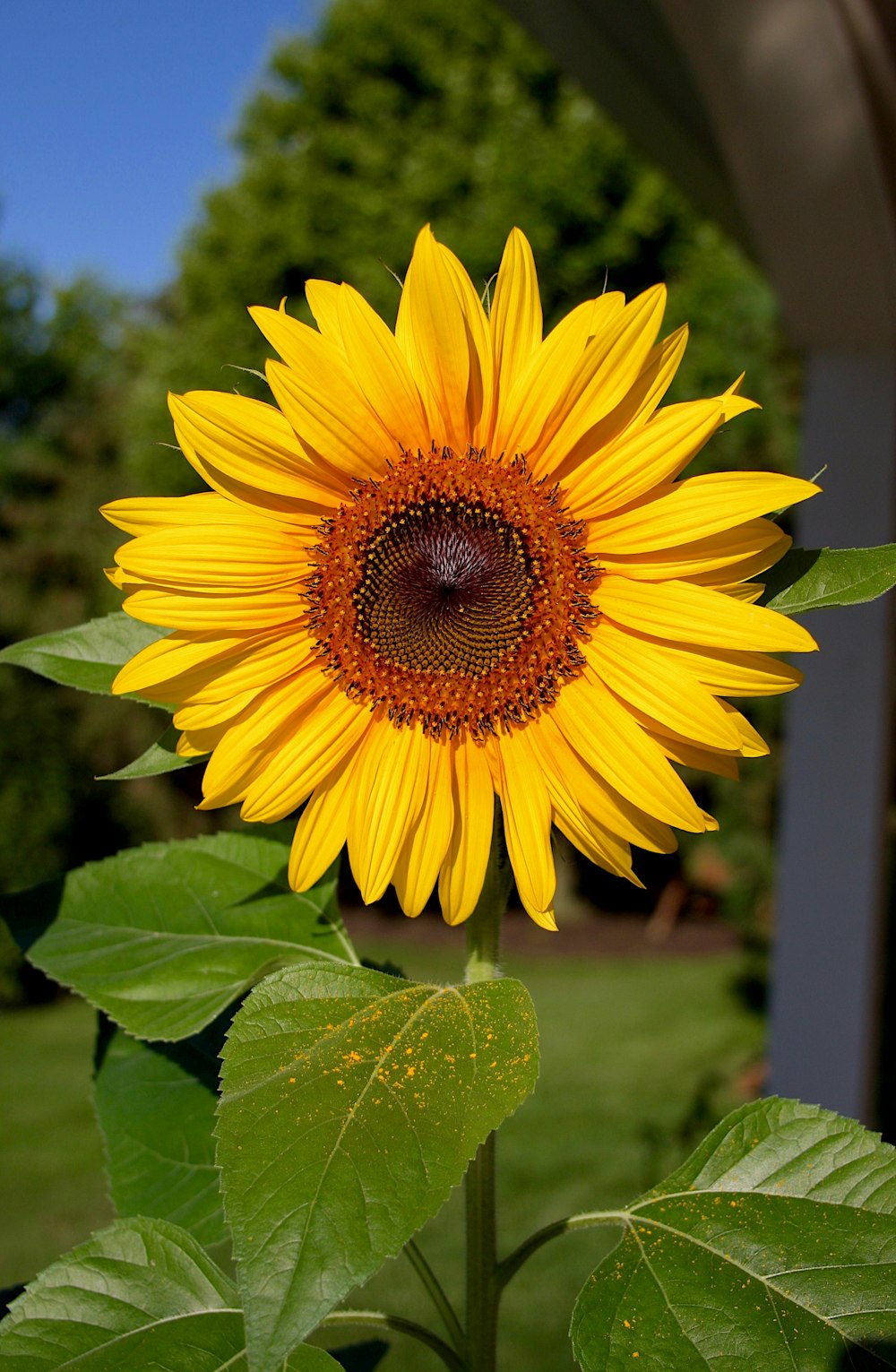 Photographie à mise au point peu profonde de tournesol jaune