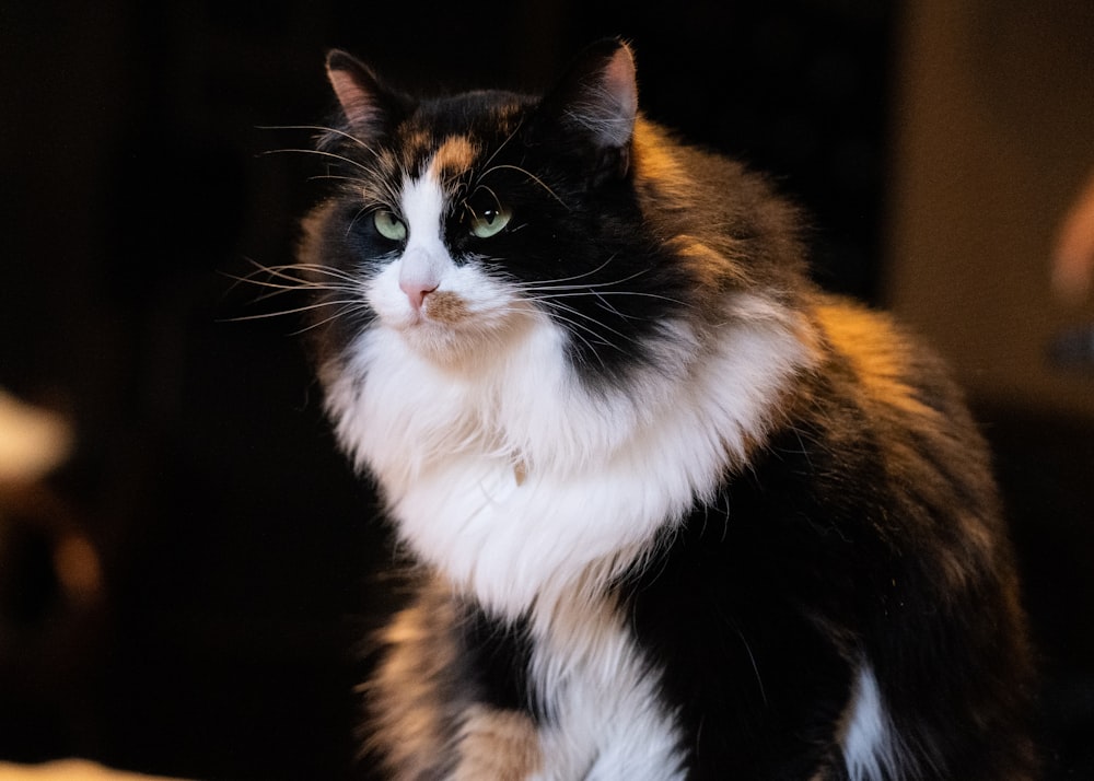 white and brown cat