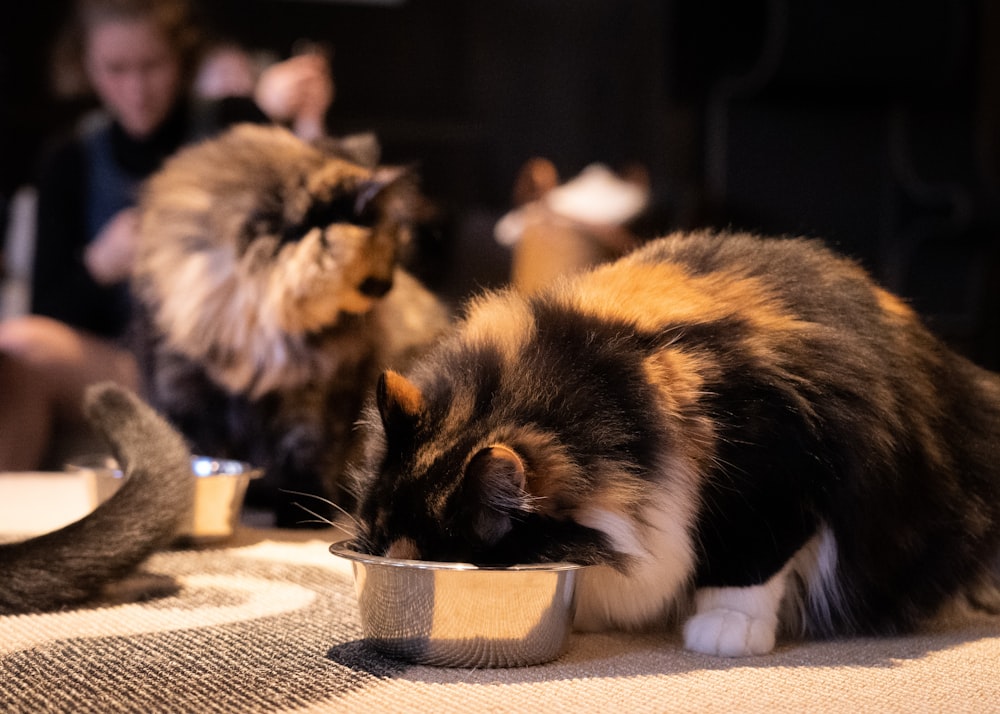 short-coated black and orange cat