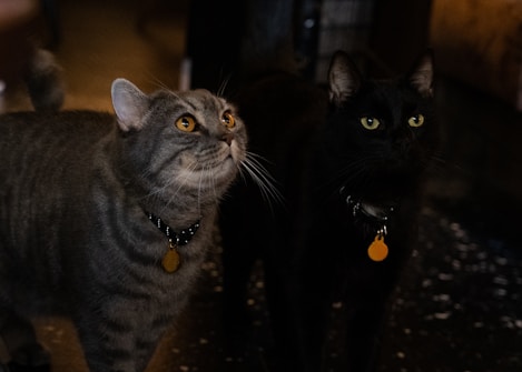 A gray tabby cat and a black cat, both wearing collars with orange tags, stare intently upwards. The lighting is dim, highlighting their eyes and expressions.