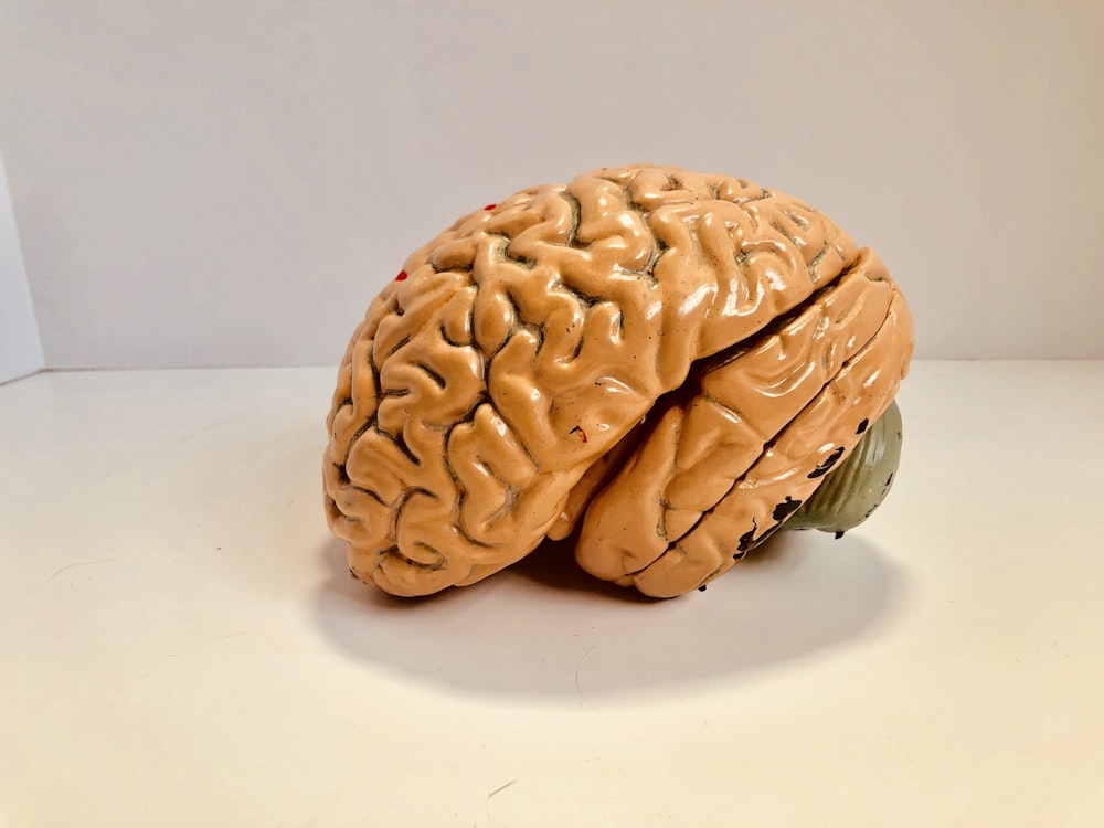 estatueta do cérebro humano