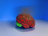 A model of a human brain with intricate detailing is placed on a smooth surface. The brain is illuminated with vibrant red veins and a green base against a vivid blue background, creating a striking contrast.