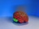 A model of a human brain with intricate detailing is placed on a smooth surface. The brain is illuminated with vibrant red veins and a green base against a vivid blue background, creating a striking contrast.